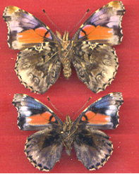 Vanessa atalanta pair aberrant (Internet Image property of respective owner, non-commercial use only)